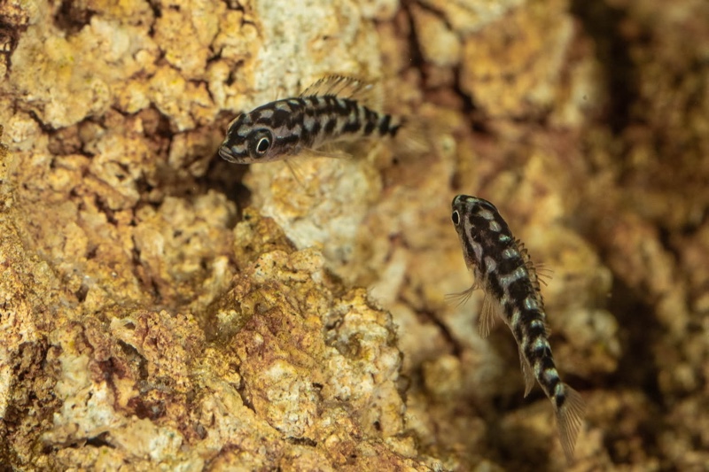 Neolamprologus buescheri 'Kamakonde'
